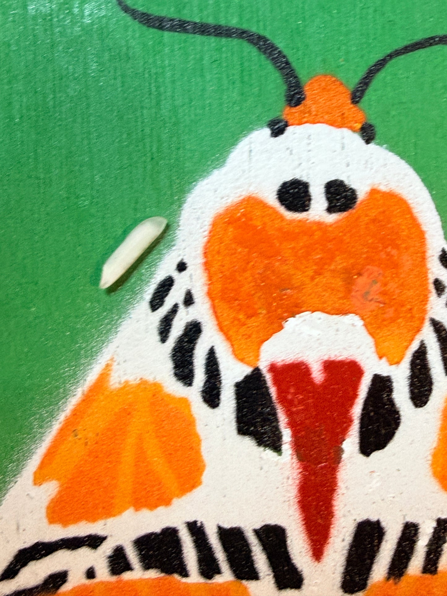 Clown Face Tiger Moth