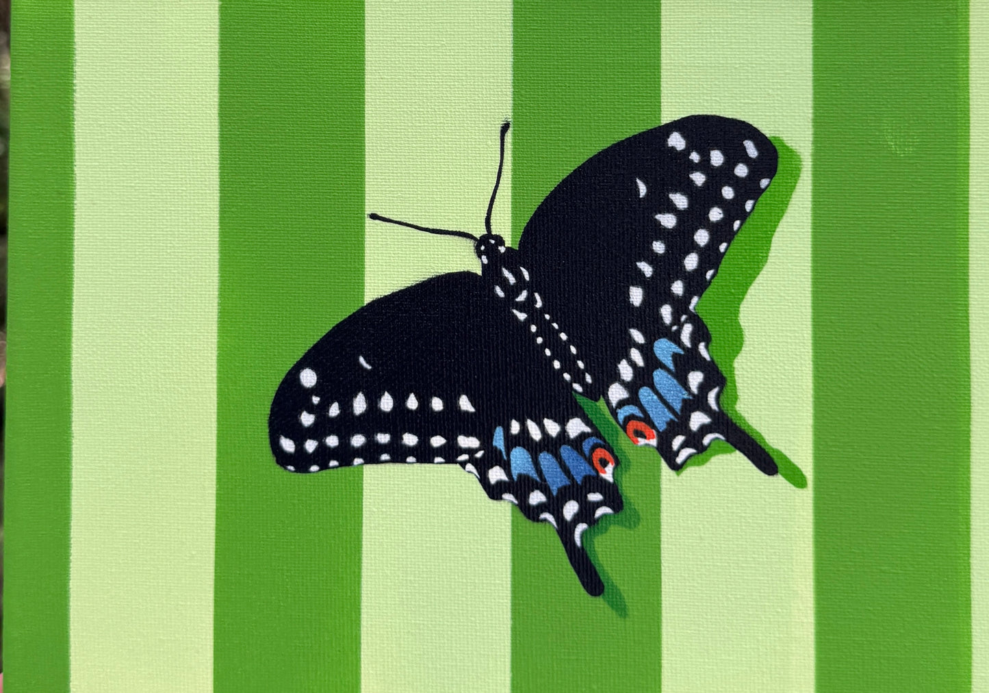 Black Swallowtail