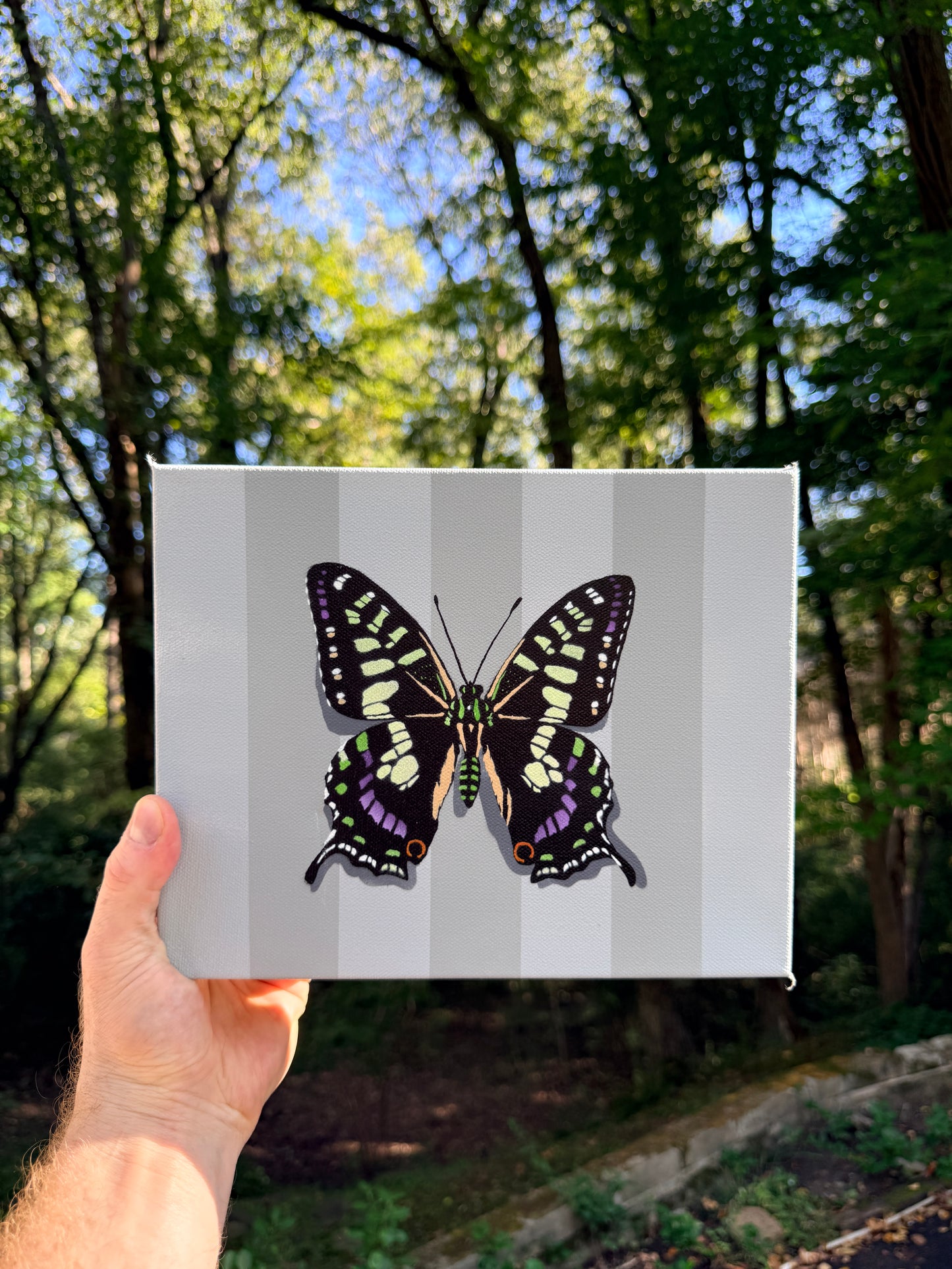 Tropical Swallowtail