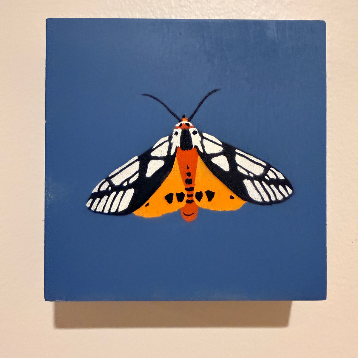 Milky Tiger Moth