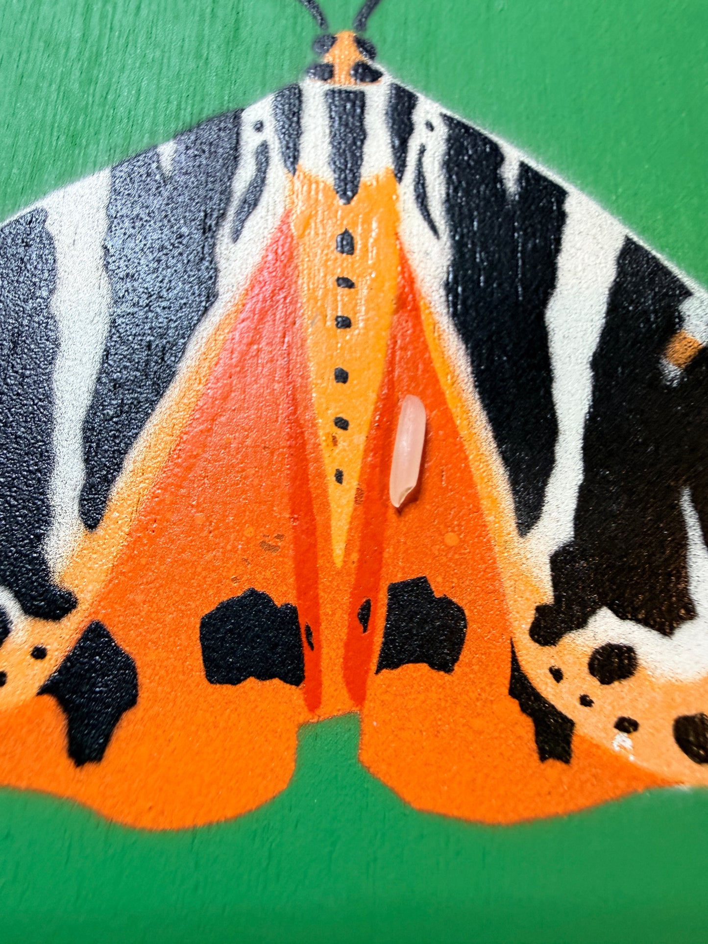 Jersey Tiger Moth