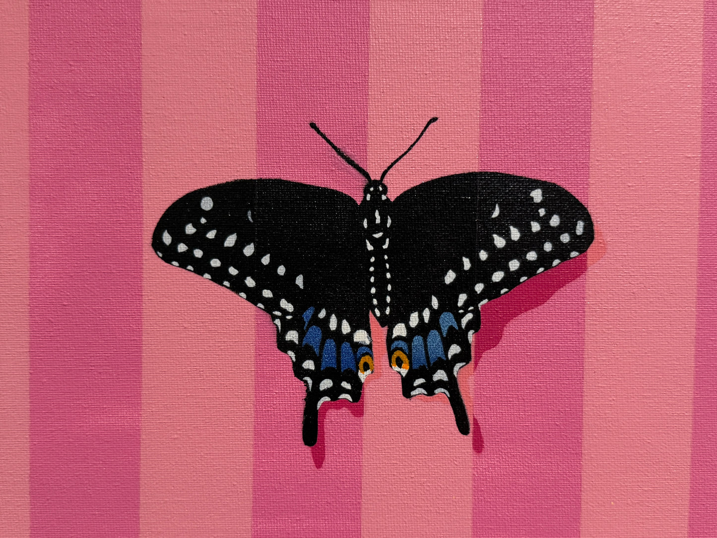 Black Swallowtail