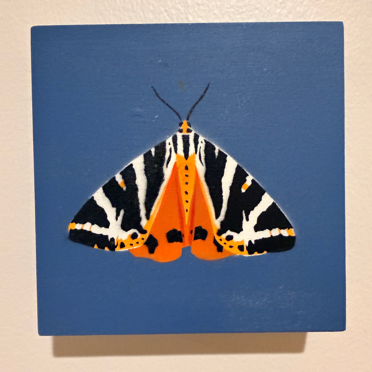 Jersey Tiger Moth