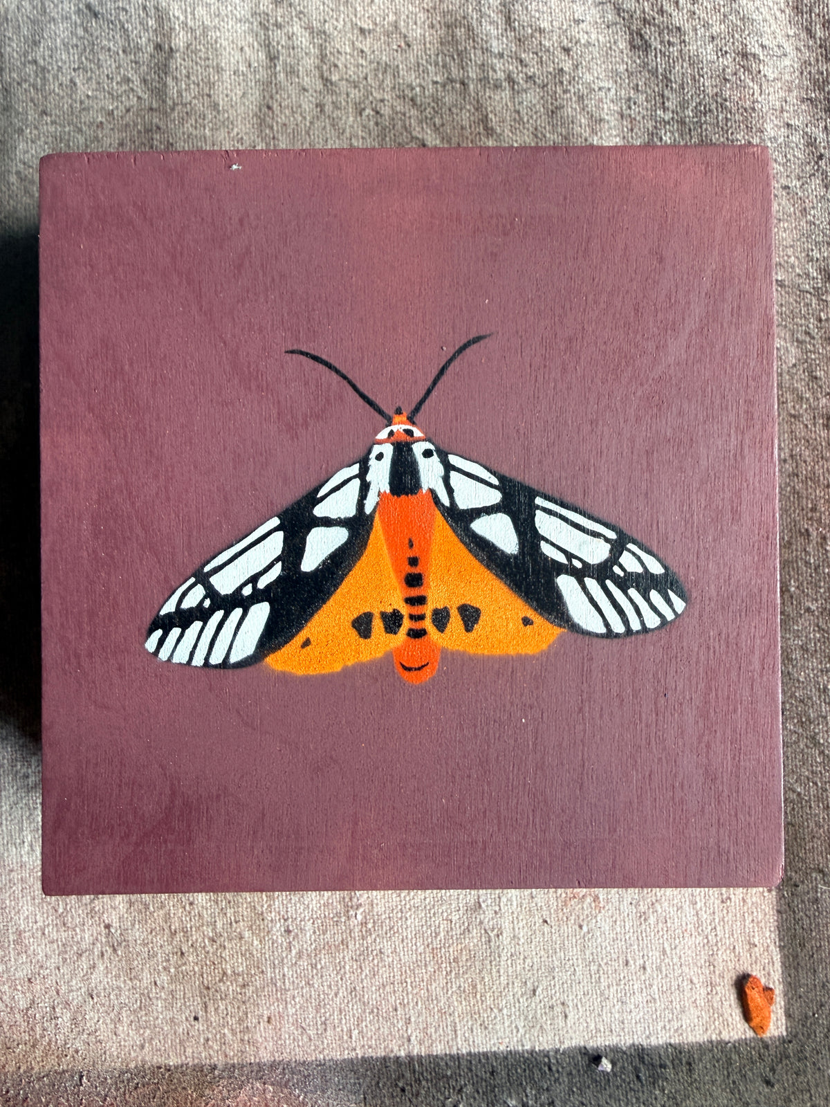 Milky Tiger Moth