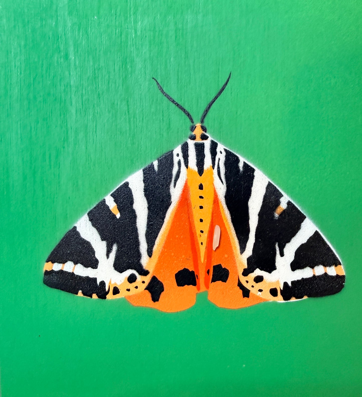 Jersey Tiger Moth