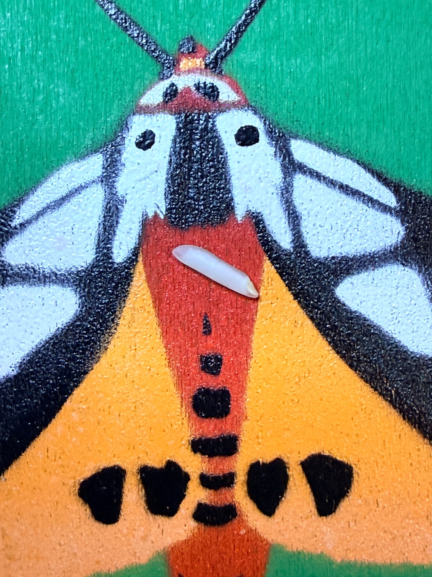 Milky Tiger Moth