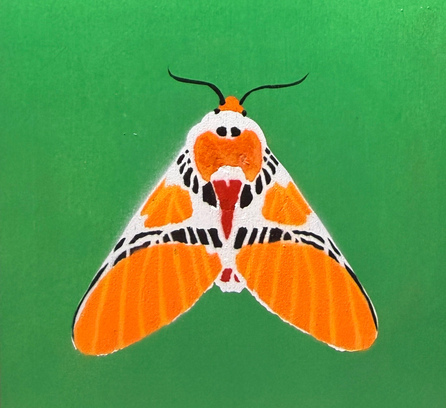 Clown Face Tiger Moth