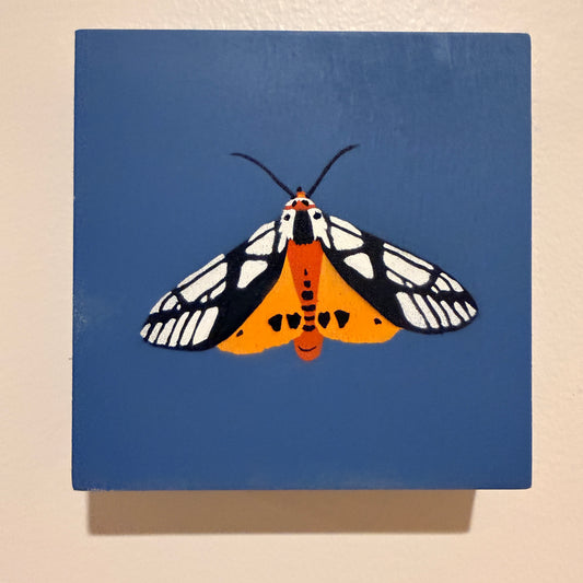 Milky Tiger Moth