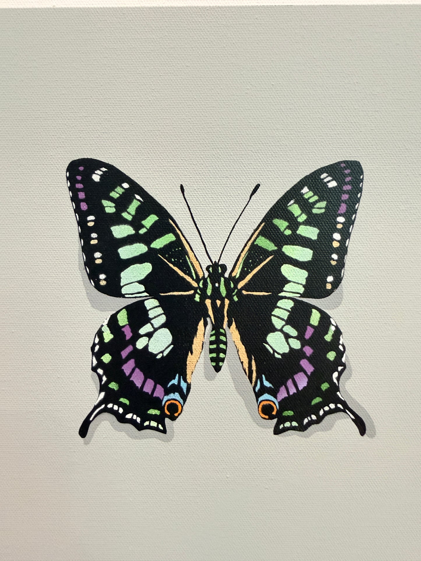 The Butterfly Collector