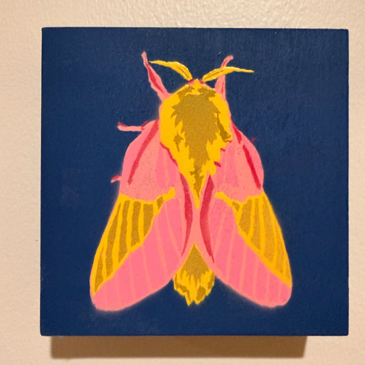 Rosy Maple Moth