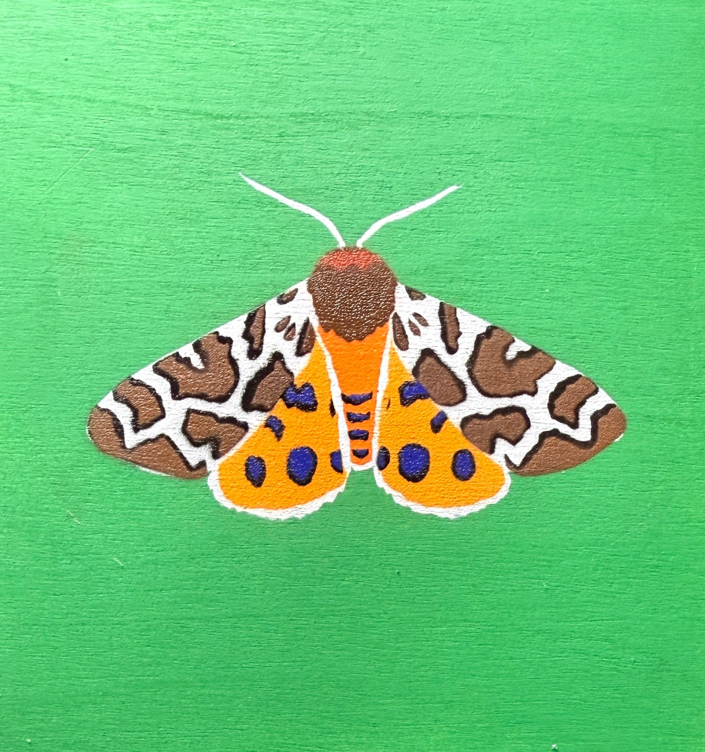 Garden Tiger Moth