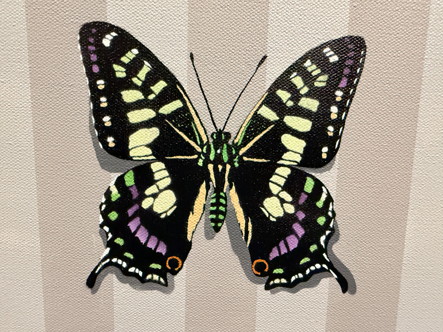Tropical Swallowtail