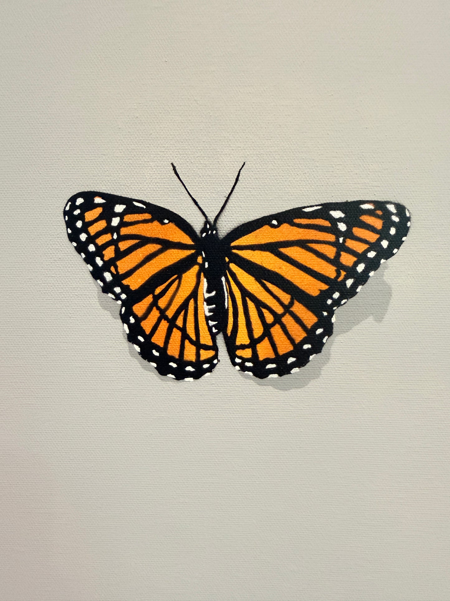 The Butterfly Collector