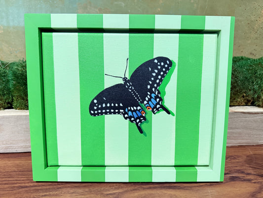 Black Swallowtail