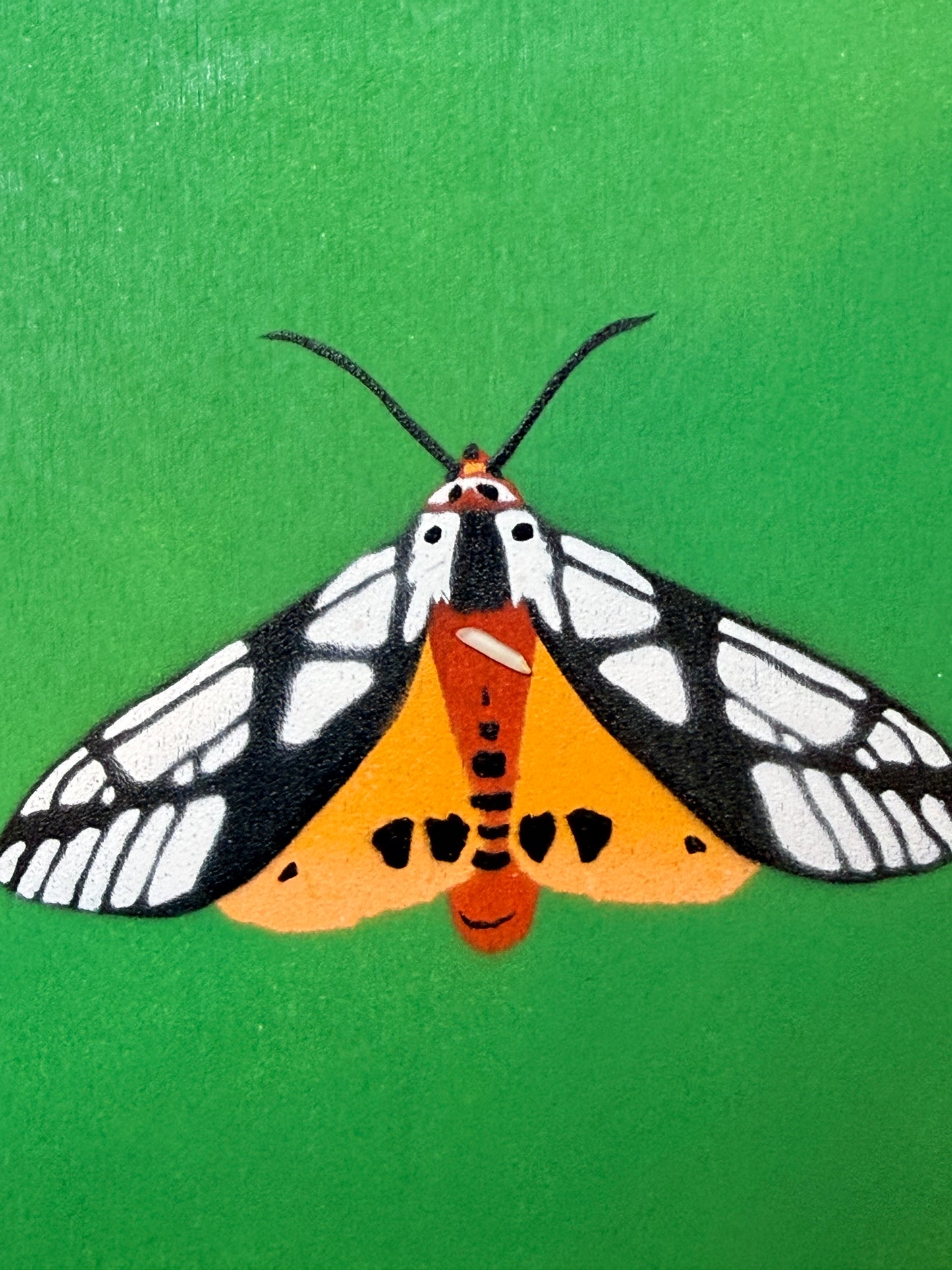 Milky Tiger Moth