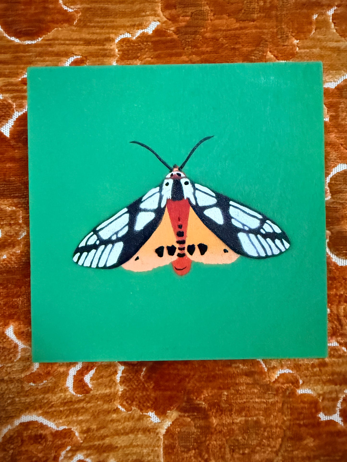 Milky Tiger Moth