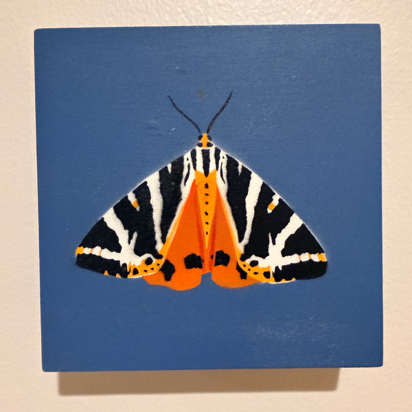 Jersey Tiger Moth