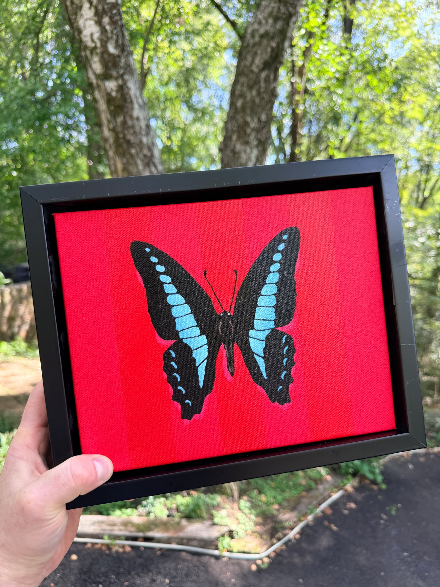 Blue Triangle Butterfly