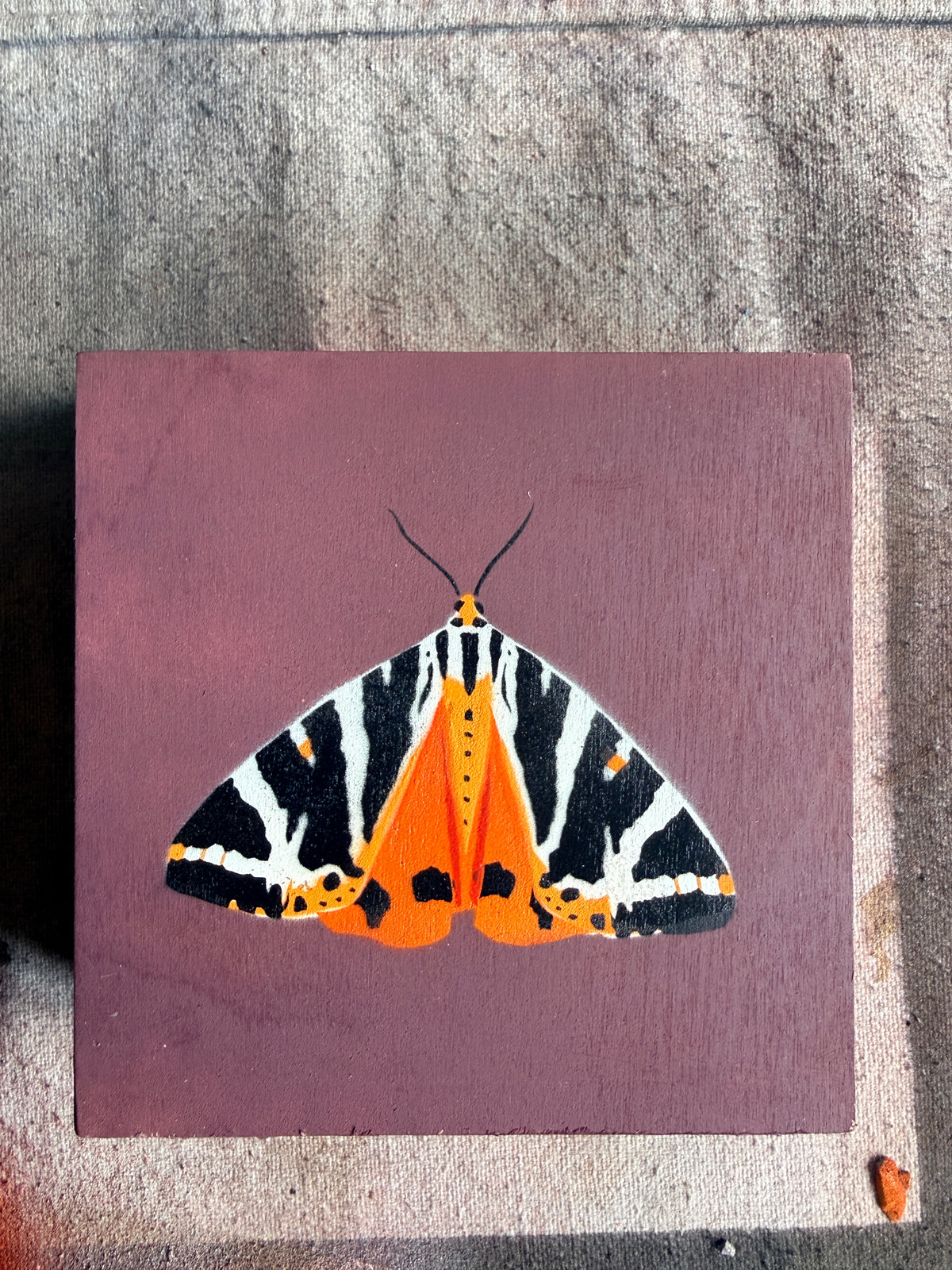 Jersey Tiger Moth