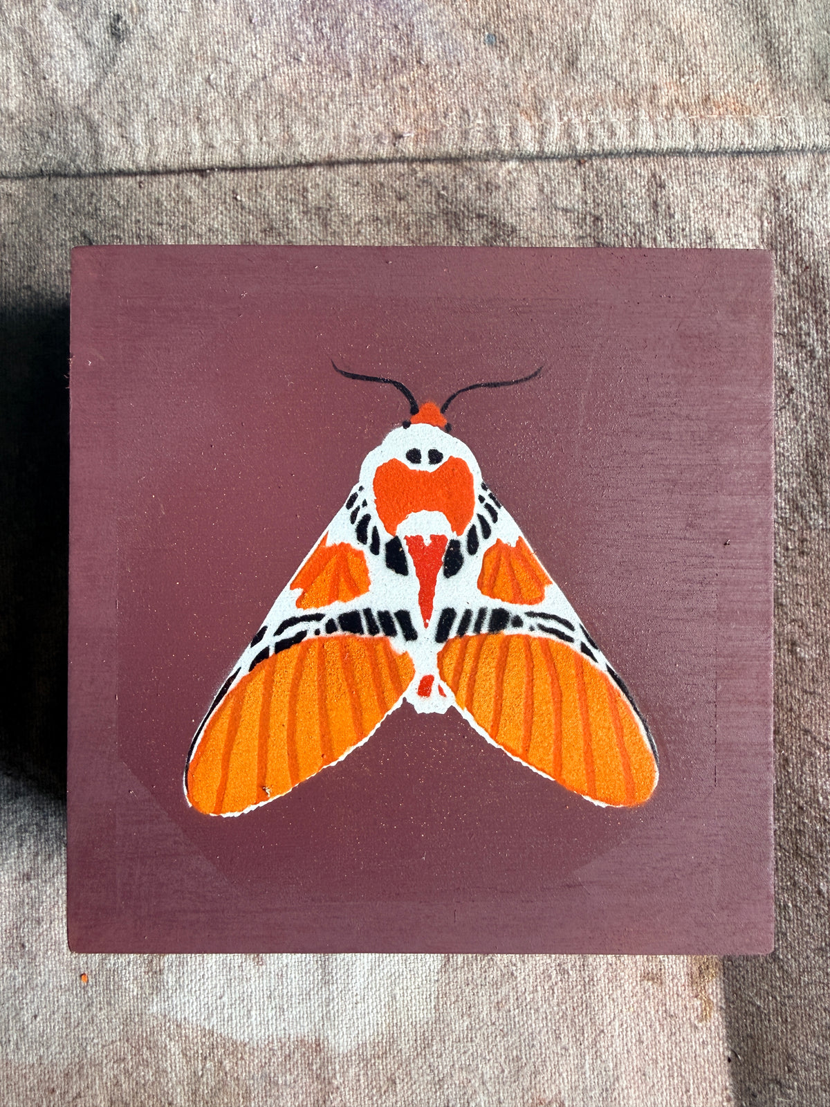 Clown Face Moth
