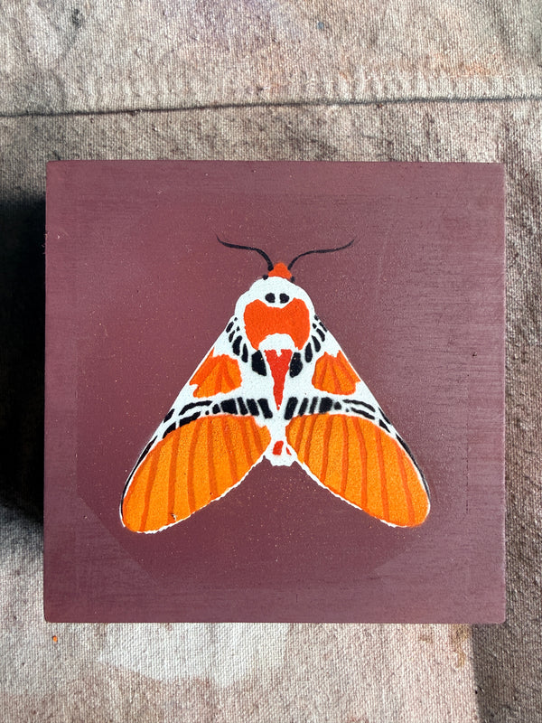 Clown Face Moth