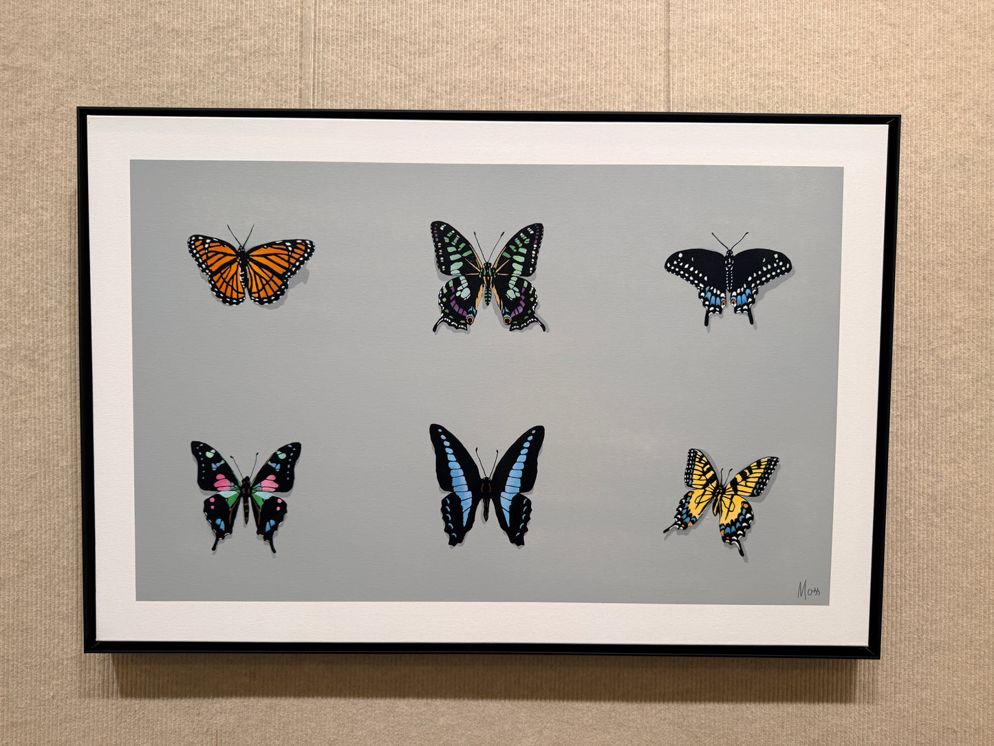 The Butterfly Collector